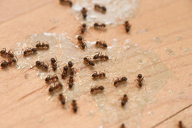 Best Wildlife Control Services  in Manana, HI